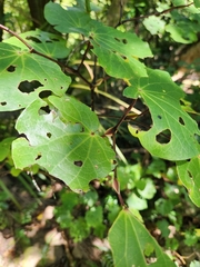 Piper excelsum excelsum