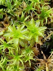 Syntrichia ruralis