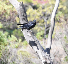 Corvus mellori