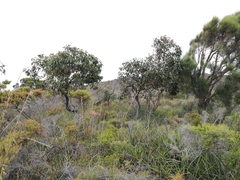 Eucalyptus marginata marginata