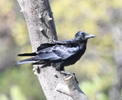 Corvus mellori