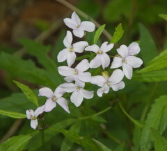 Cardamine bulbifera