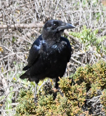 Corvus mellori