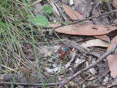 Lissopimpla