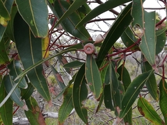 Eucalyptus marginata marginata