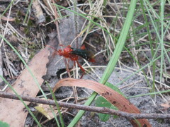 Lissopimpla