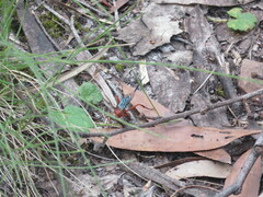 Lissopimpla