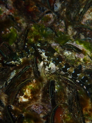 Lipophrys trigloides