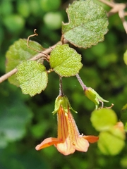 Rhabdothamnus solandri
