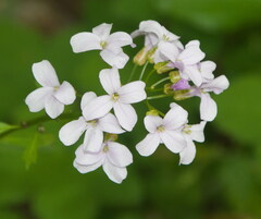 Cardamine bulbifera
