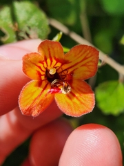 Rhabdothamnus solandri