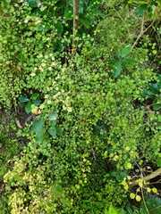 Rhabdothamnus solandri