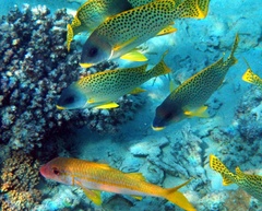 Plectorhinchus gaterinus