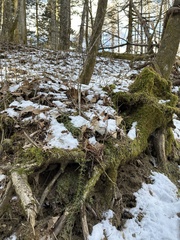 Dryopteris crassirhizoma