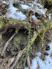 Dryopteris crassirhizoma