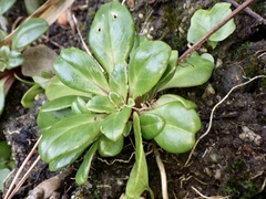 Lysimachia mauritiana