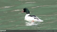 Mergus merganser