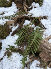 Dryopteris crassirhizoma