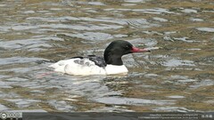 Mergus merganser
