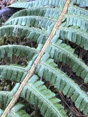 Dryopteris crassirhizoma