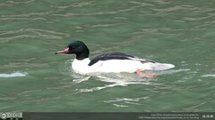 Mergus merganser