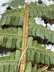 Dryopteris crassirhizoma