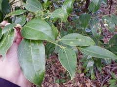 Cinnamomum yabunikkei