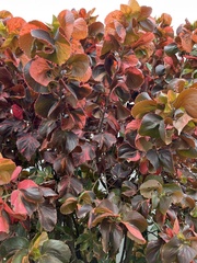 Acalypha wilkesiana