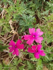 Glandularia tenera