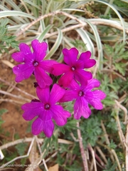 Glandularia tenera