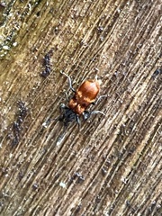 Apteropilo chrysocome