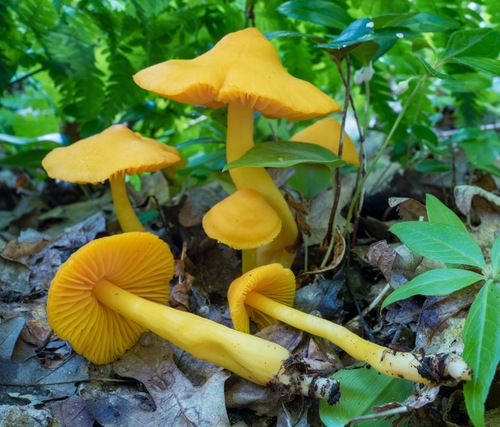 orange gilled waxcap