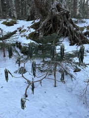 Ericaceae