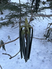 Ericaceae