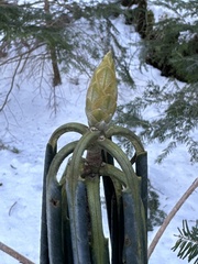 Ericaceae