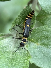 Chauliognathus fernshawensis
