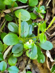 Peperomia urvilleana