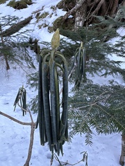 Ericaceae