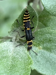 Chauliognathus fernshawensis