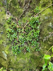 Peperomia urvilleana