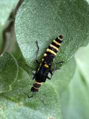 Chauliognathus fernshawensis