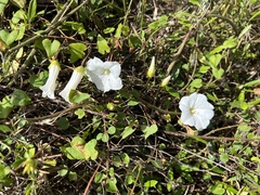 Calystegia tuguriorum