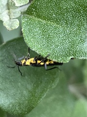 Chauliognathus fernshawensis