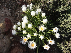 Monilaria moniliformis