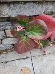 Bergenia crassifolia