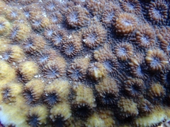 Echinopora hirsutissima