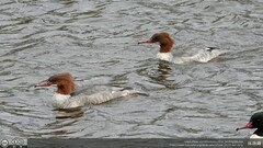 Mergus merganser