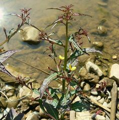 Ludwigia hyssopifolia