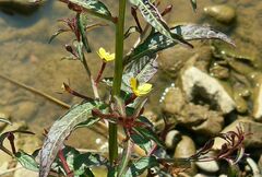 Ludwigia hyssopifolia