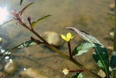 Ludwigia hyssopifolia